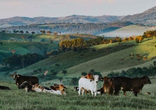 herd of cattle in daytime
